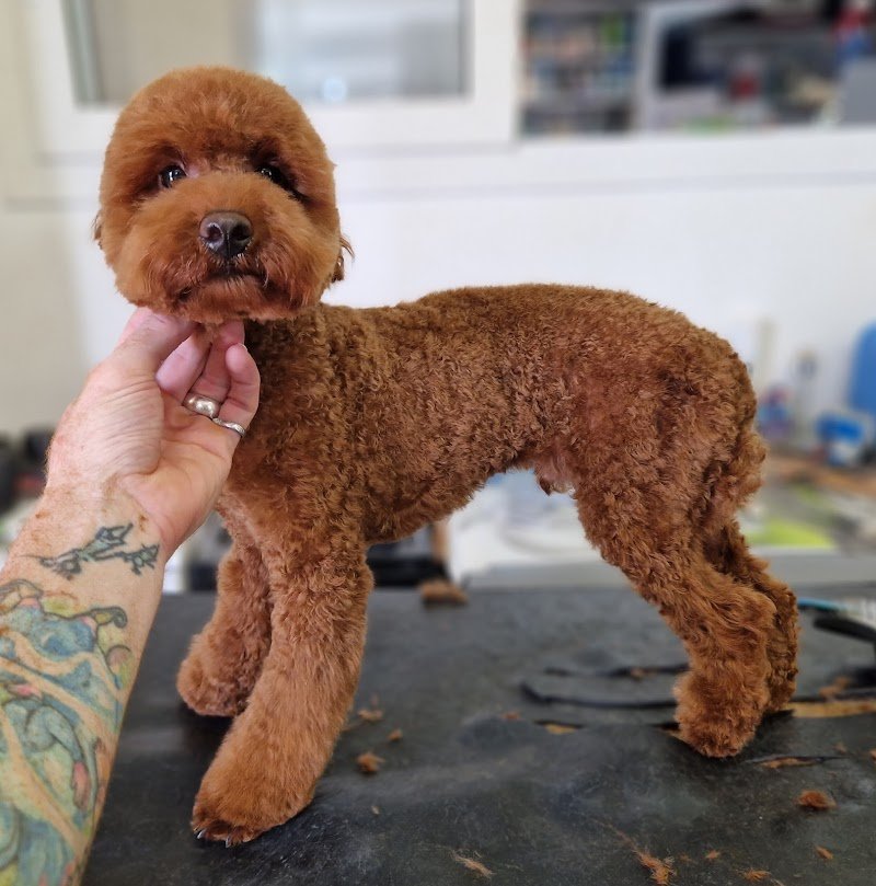 Malpelo toelettatura - Foto 3