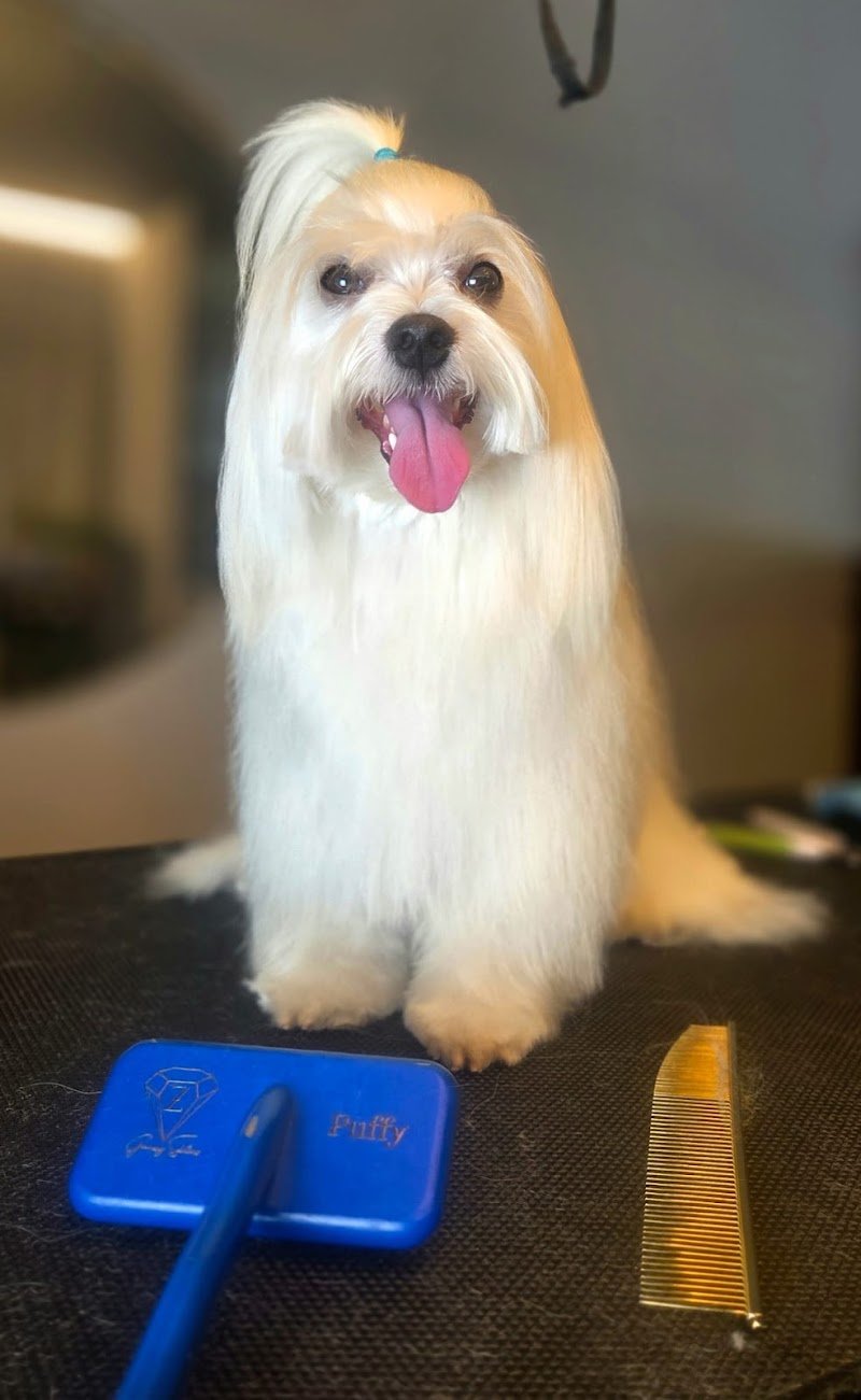 Malpelo toelettatura - Foto 4