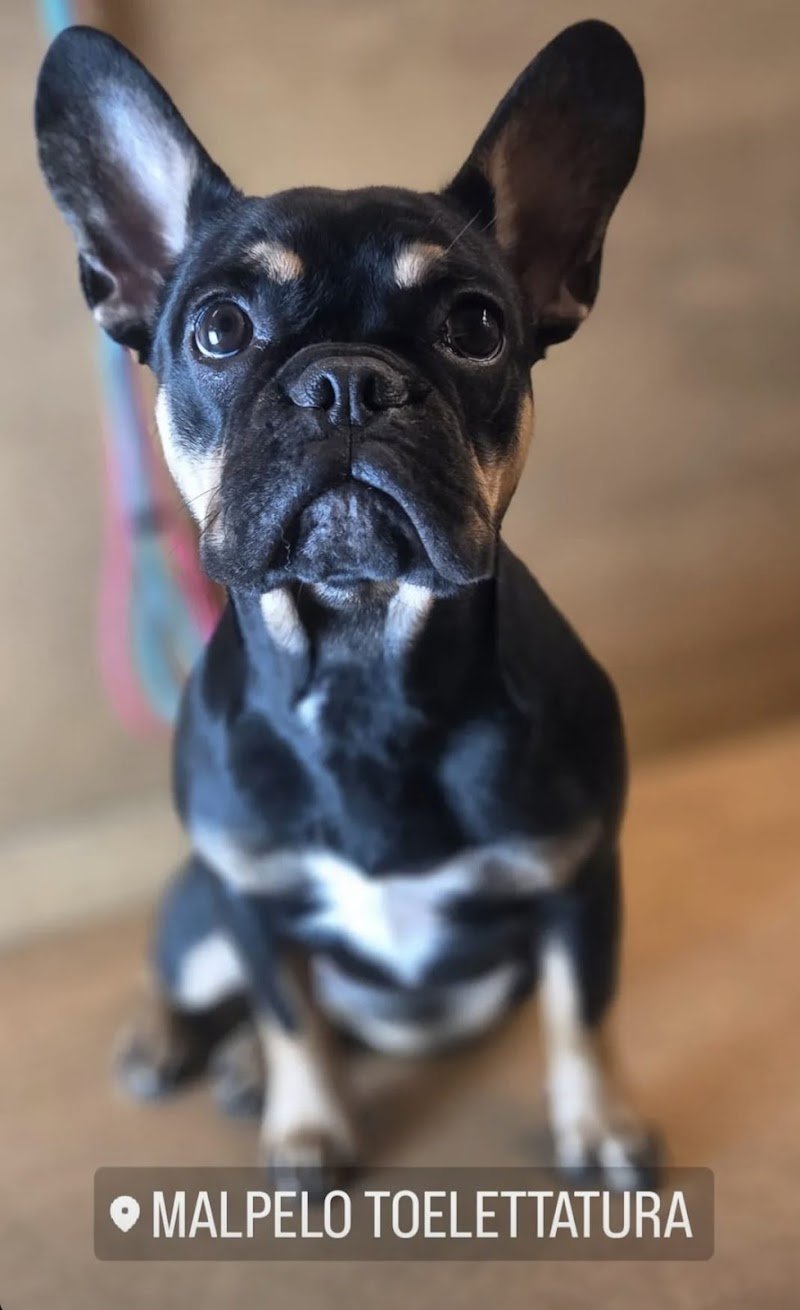 Malpelo toelettatura - Foto 5