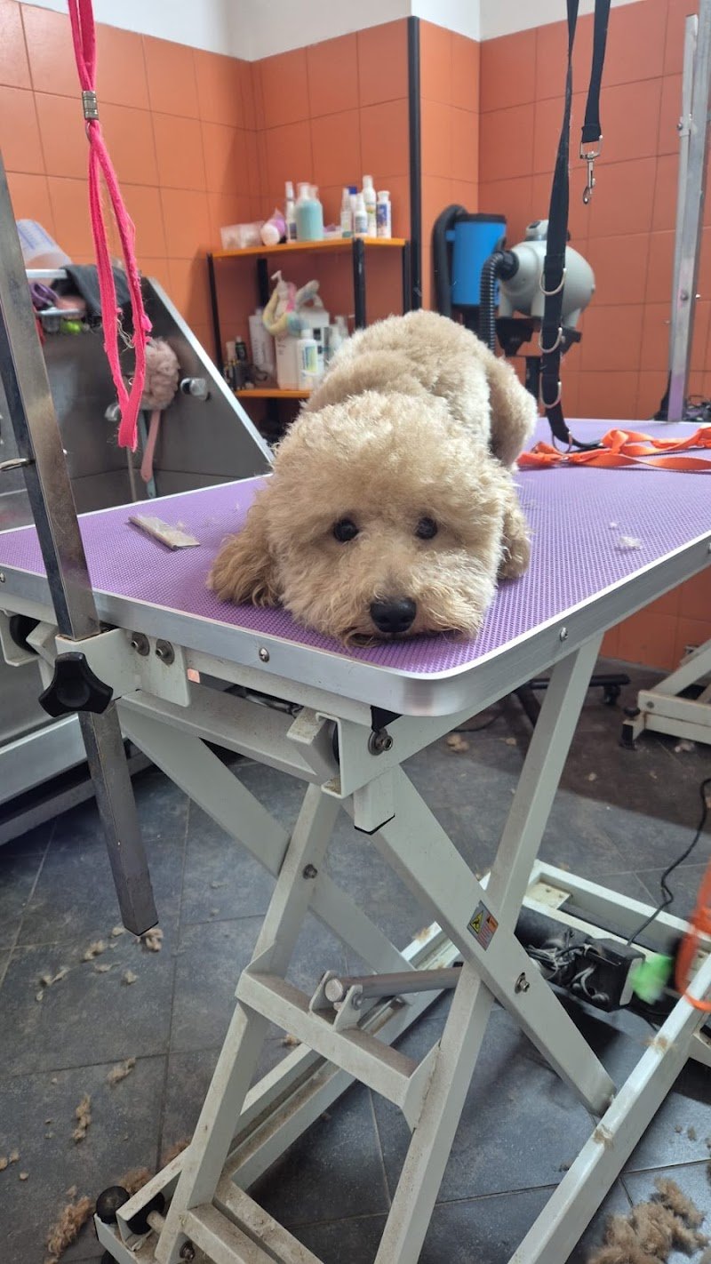 Mameo Toelettatura - Foto 1