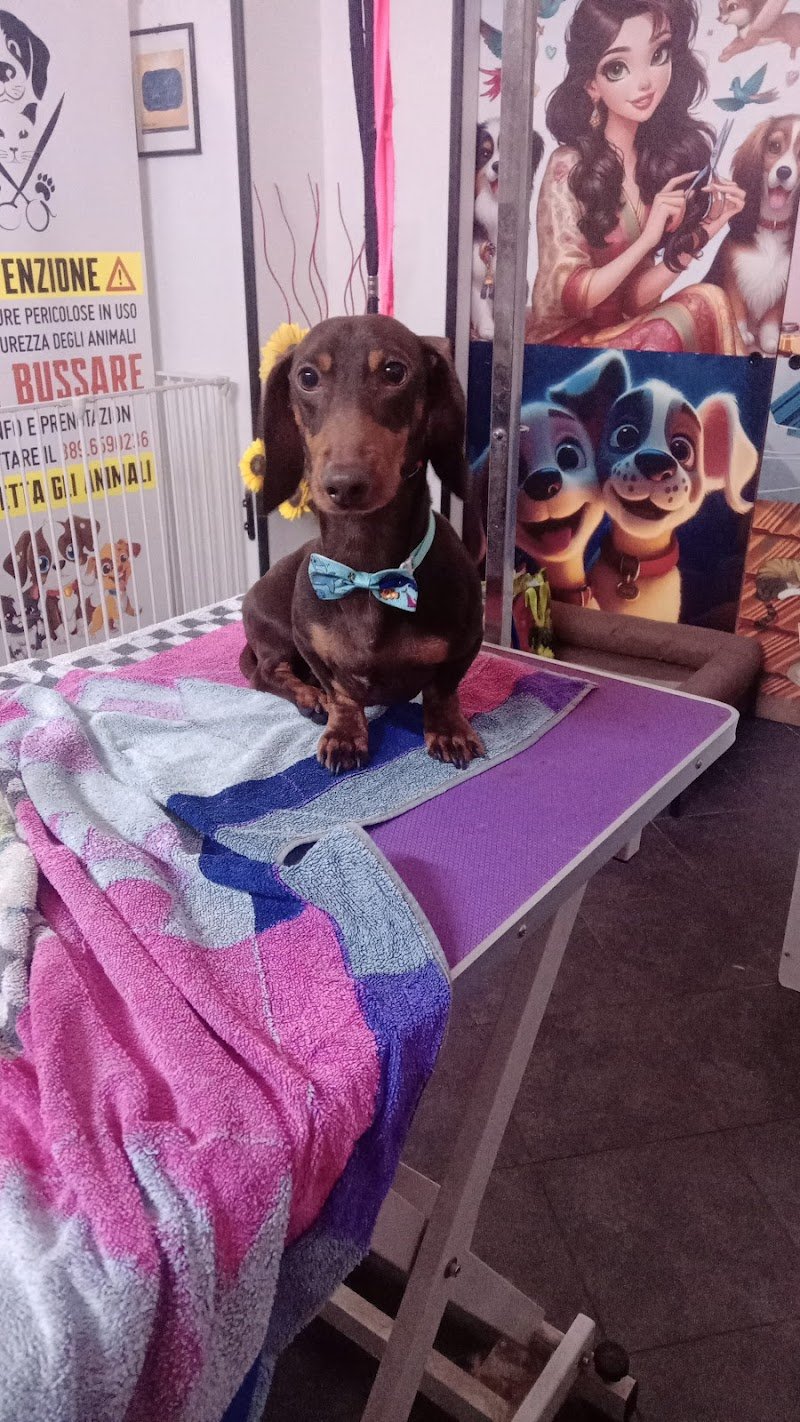 Mameo Toelettatura - Foto 2