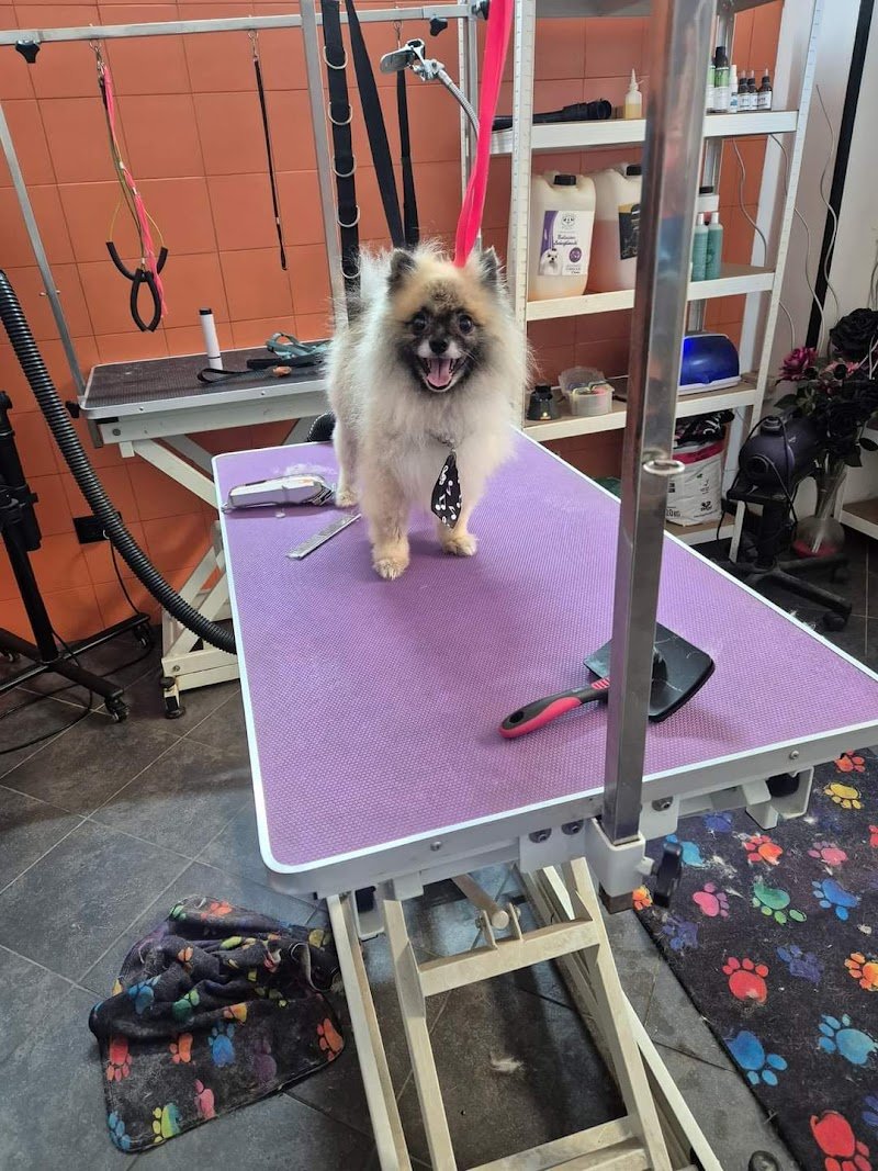 Mameo Toelettatura - Foto 3