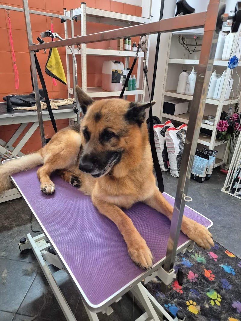 Mameo Toelettatura - Foto 4