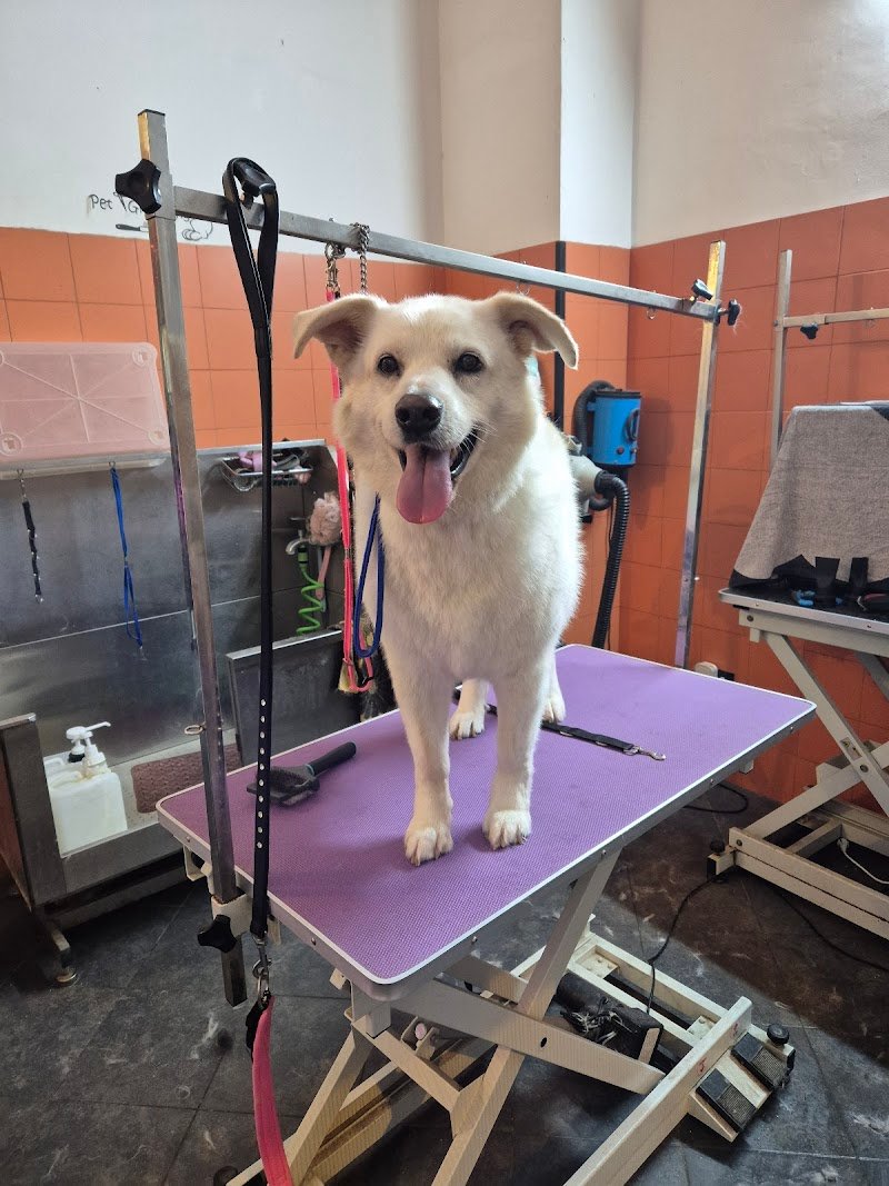 Mameo Toelettatura - Foto 5