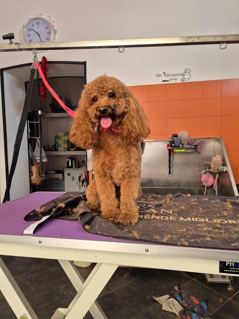 Mameo Toelettatura - Foto 6