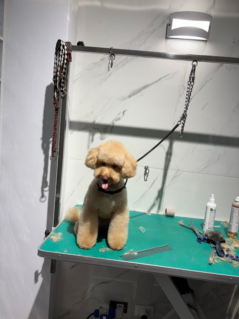 Manti Brillanti Toelettatura - Foto 3