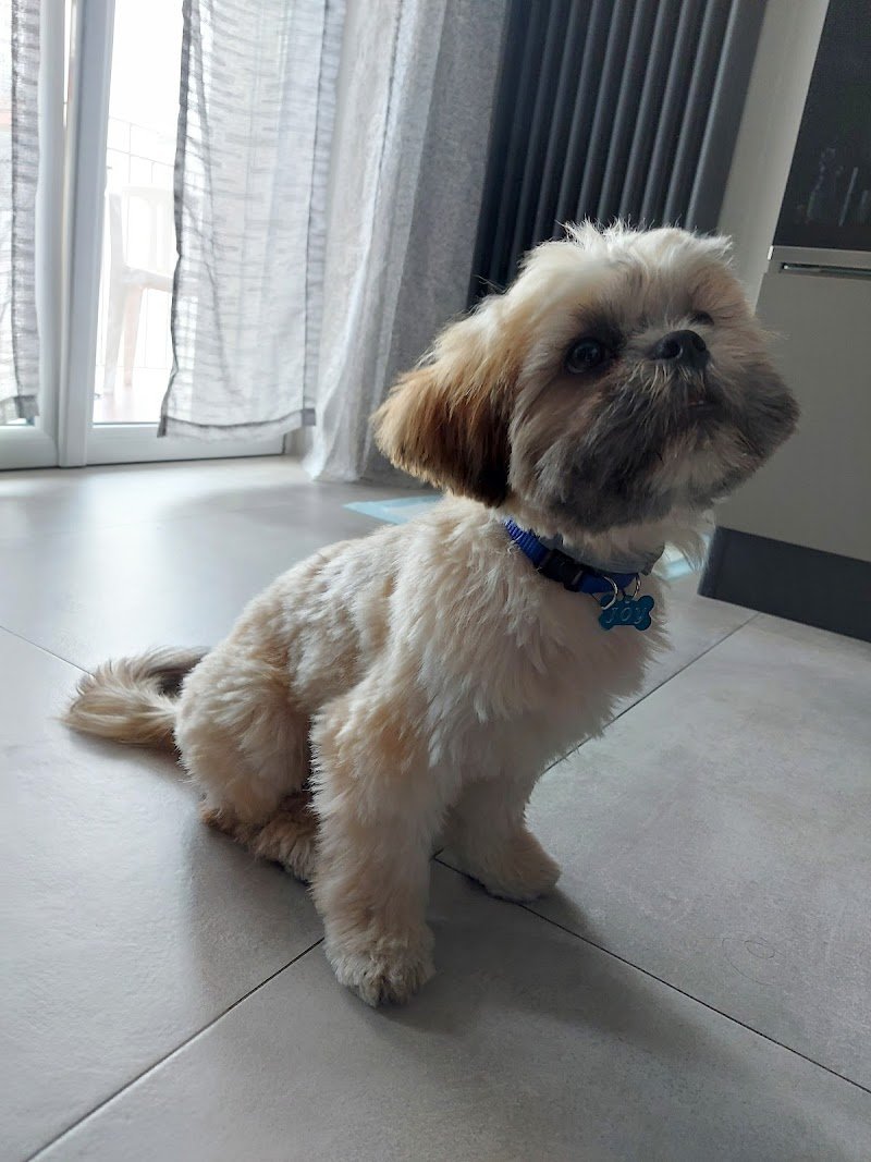 Manti Brillanti Toelettatura - Foto 4