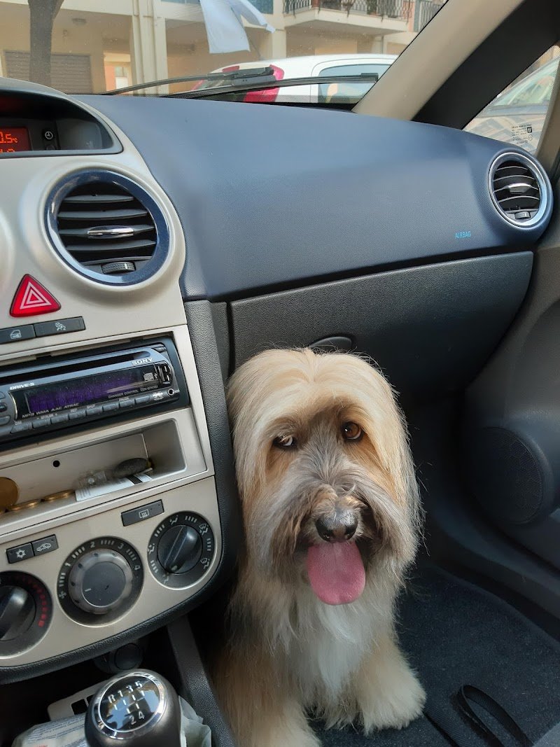 Marcellina Toelettatura - Foto 2