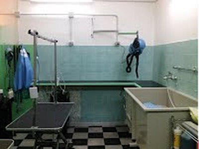 Marcellina Toelettatura - Foto 5