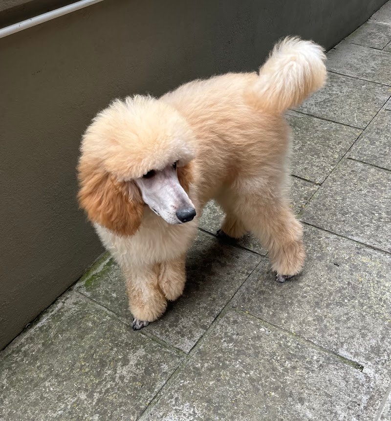 Mare pets toelettatura - Foto 2