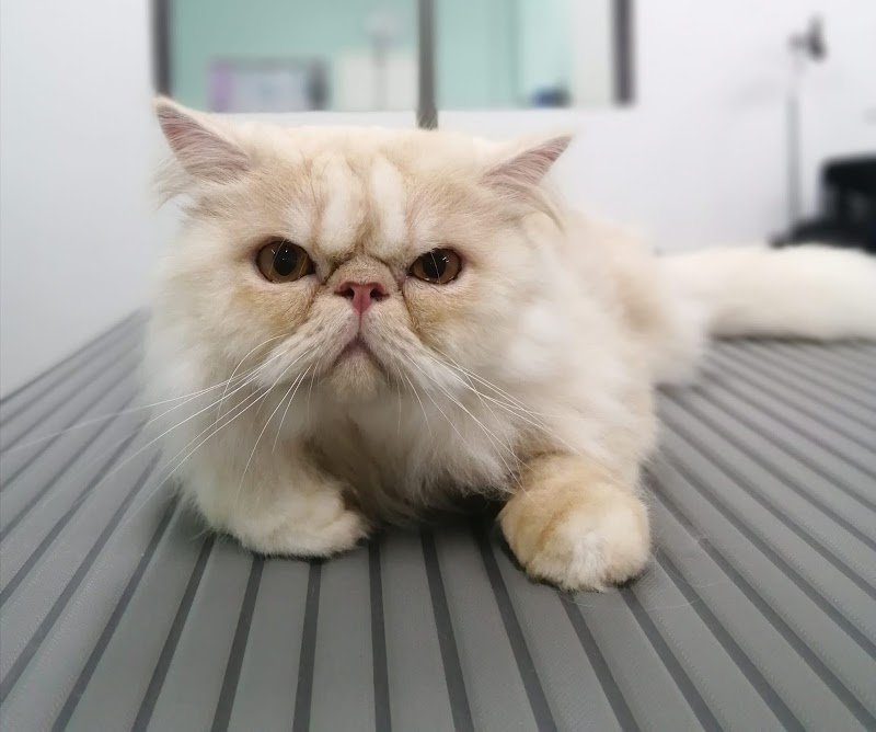 Mare pets toelettatura - Foto 3