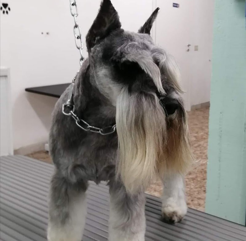 Mare pets toelettatura - Foto 5