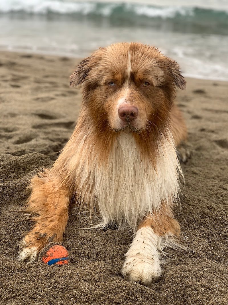 Mare pets toelettatura - Foto 6