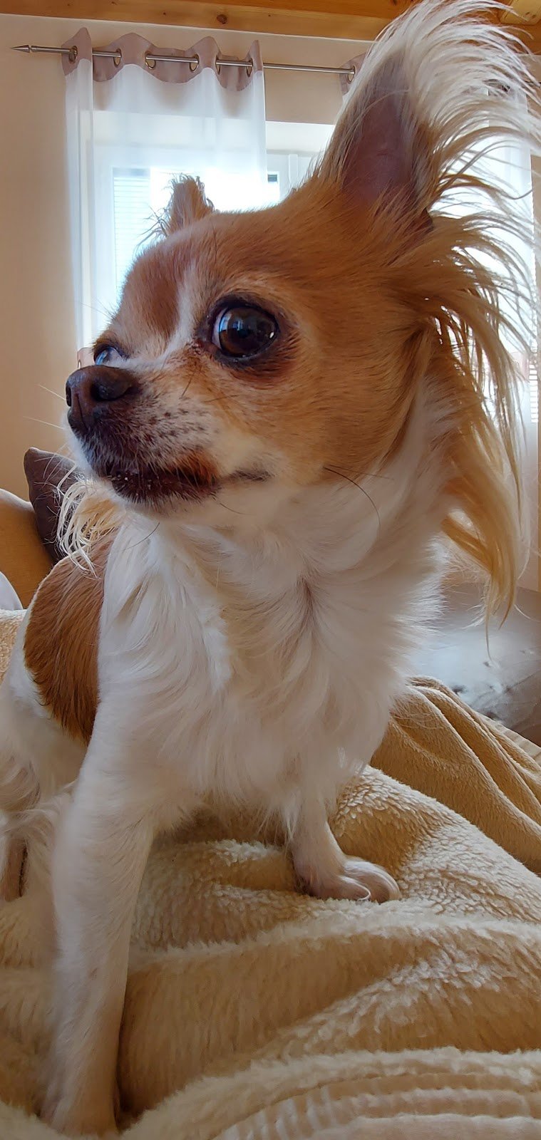 Margot Toelettatura & Spa - Foto 6