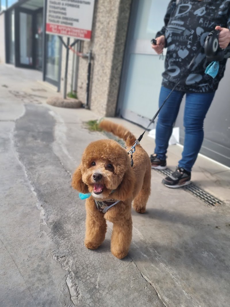 Mary Toelettatrice - Foto 3