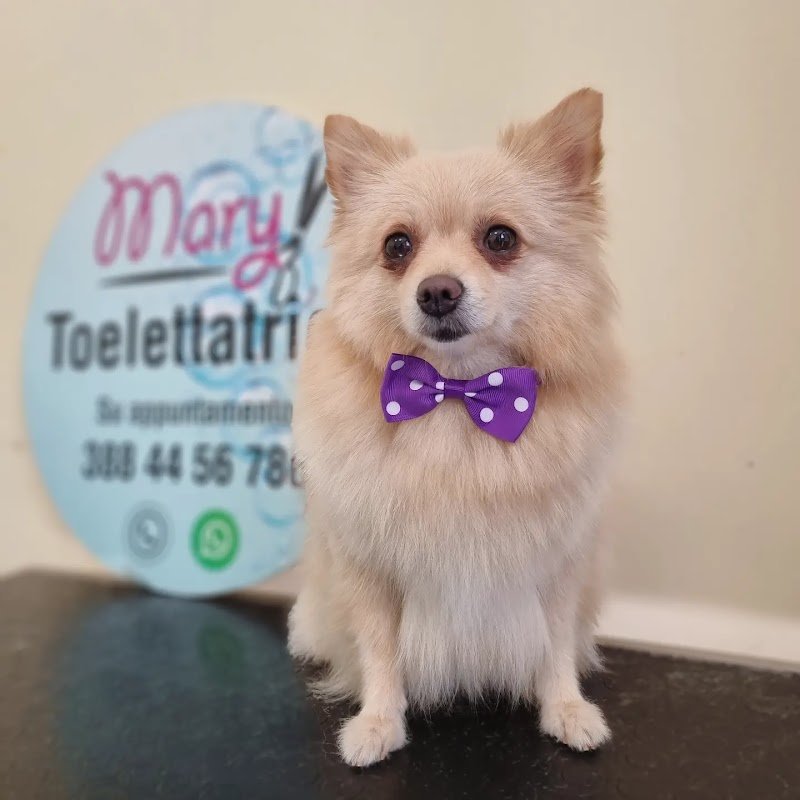 Mary Toelettatrice - Foto 4