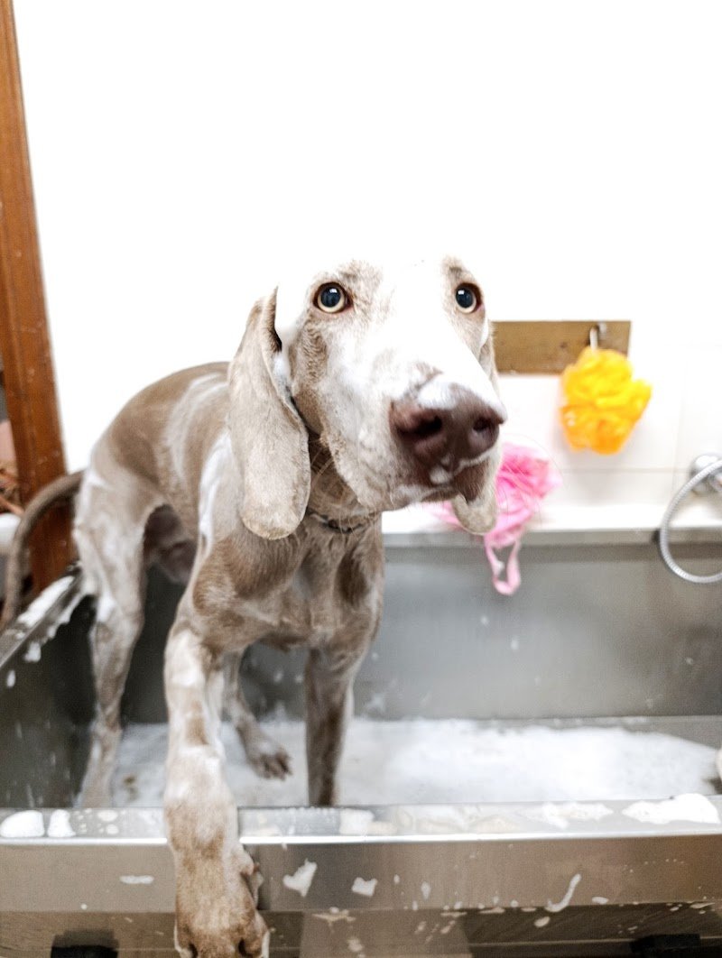 Master Pet store & beauty - Foto 2