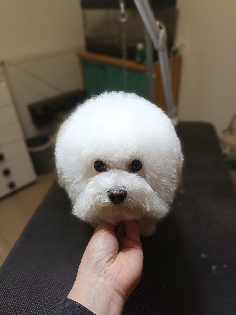 Master Pet store & beauty - Foto 4