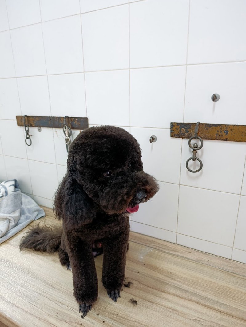 Master Pet store & beauty - Foto 5