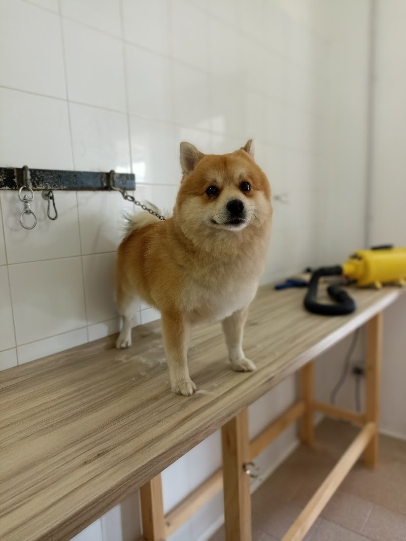 Master Pet store & beauty - Foto 6