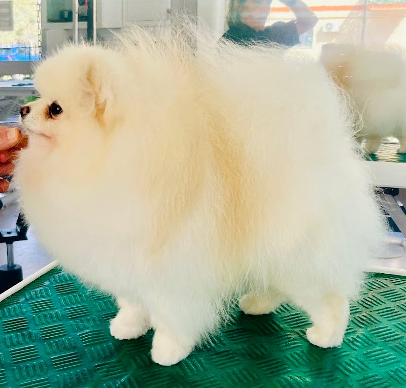 Mat&Nik International Toelettatura per Animali - Foto 2