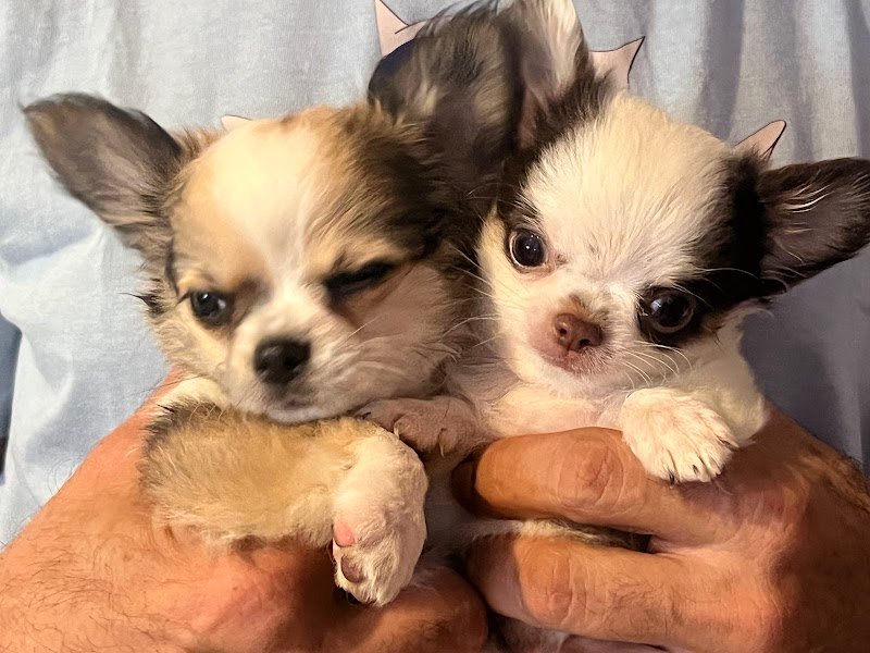 Mat&Nik International Toelettatura per Animali - Foto 3