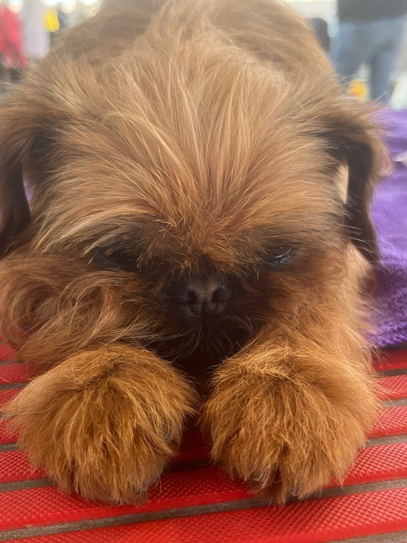 Mat&Nik International Toelettatura per Animali - Foto 4