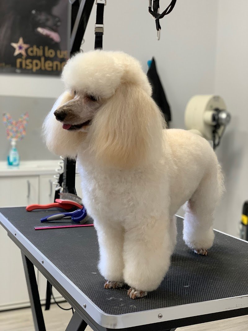 Max Dog Grooming - Foto 3