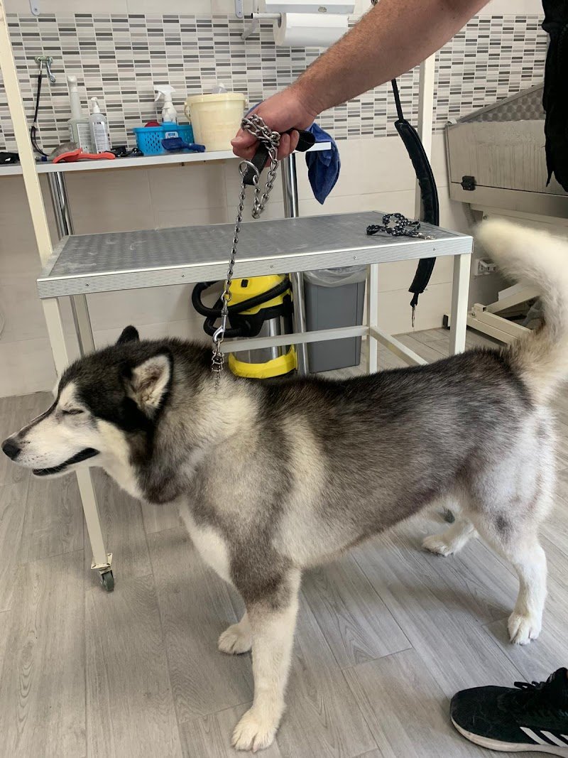 Max Dog Grooming - Foto 5