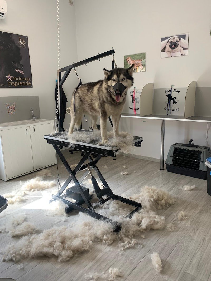 Max Dog Grooming - Foto 6