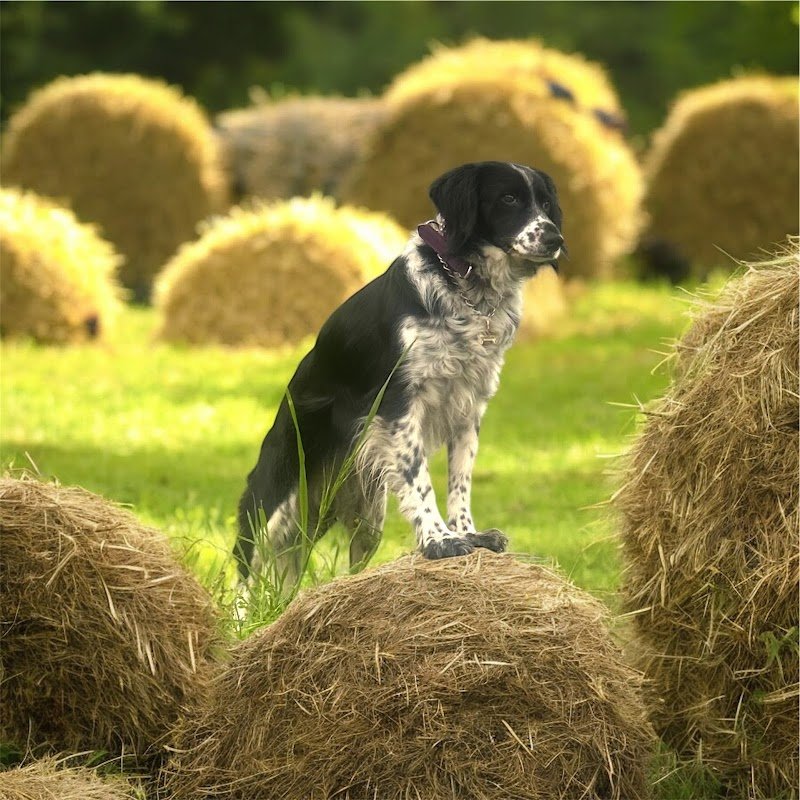 Mb global pet s.a.s di Basciu Maurizio e Vinci Barbara - Foto 2