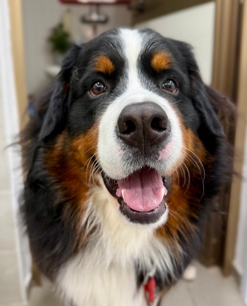 Mb global pet s.a.s di Basciu Maurizio e Vinci Barbara - Foto 5