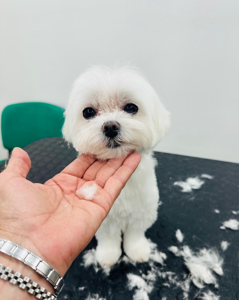 Mb global pet s.a.s di Basciu Maurizio e Vinci Barbara - Foto 6