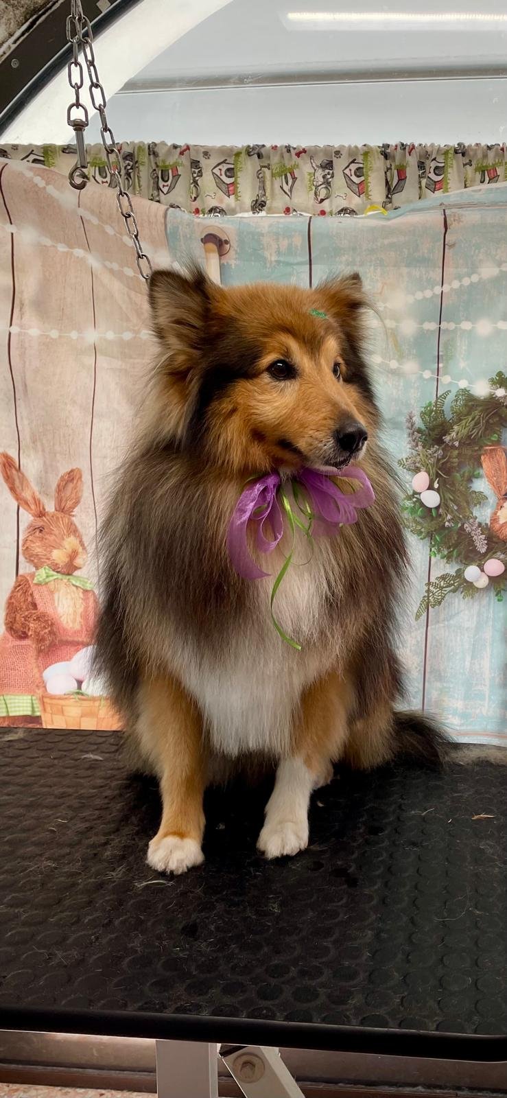 Melody Pet Shop Toelettatura - Foto 1