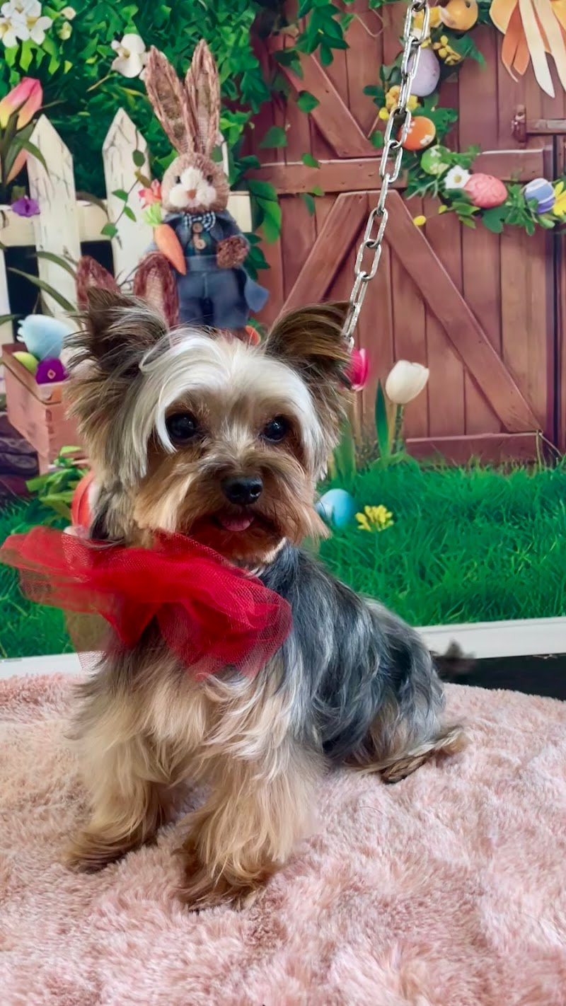 Melody Pet Shop Toelettatura - Foto 2