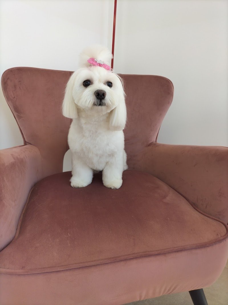 Melody Pet Shop Toelettatura - Foto 3