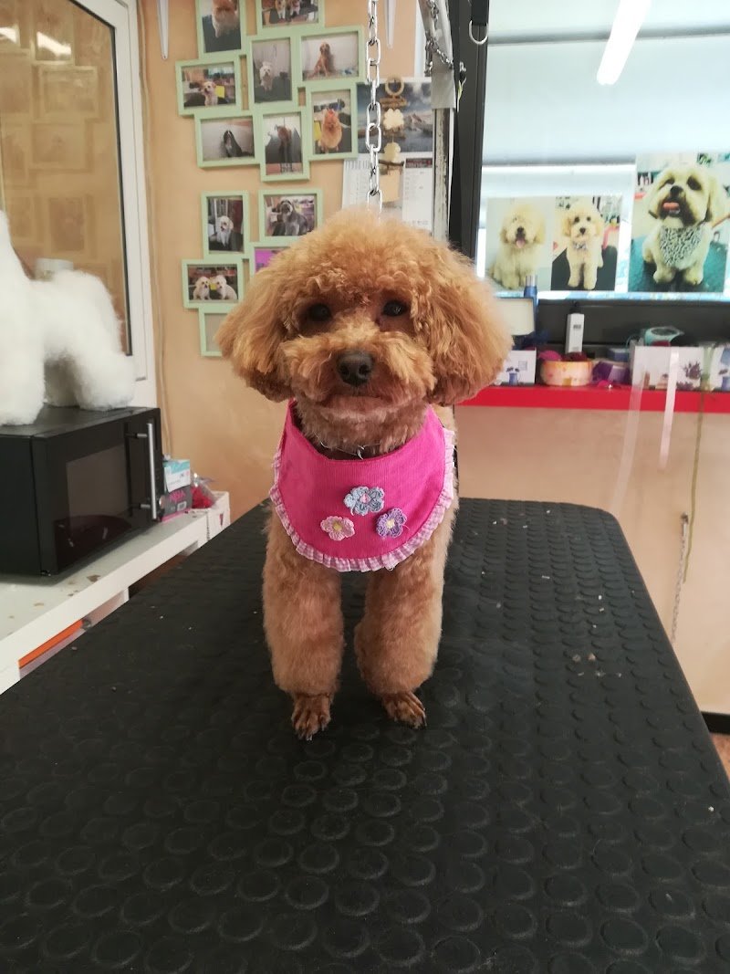 Melody Pet Shop Toelettatura - Foto 4