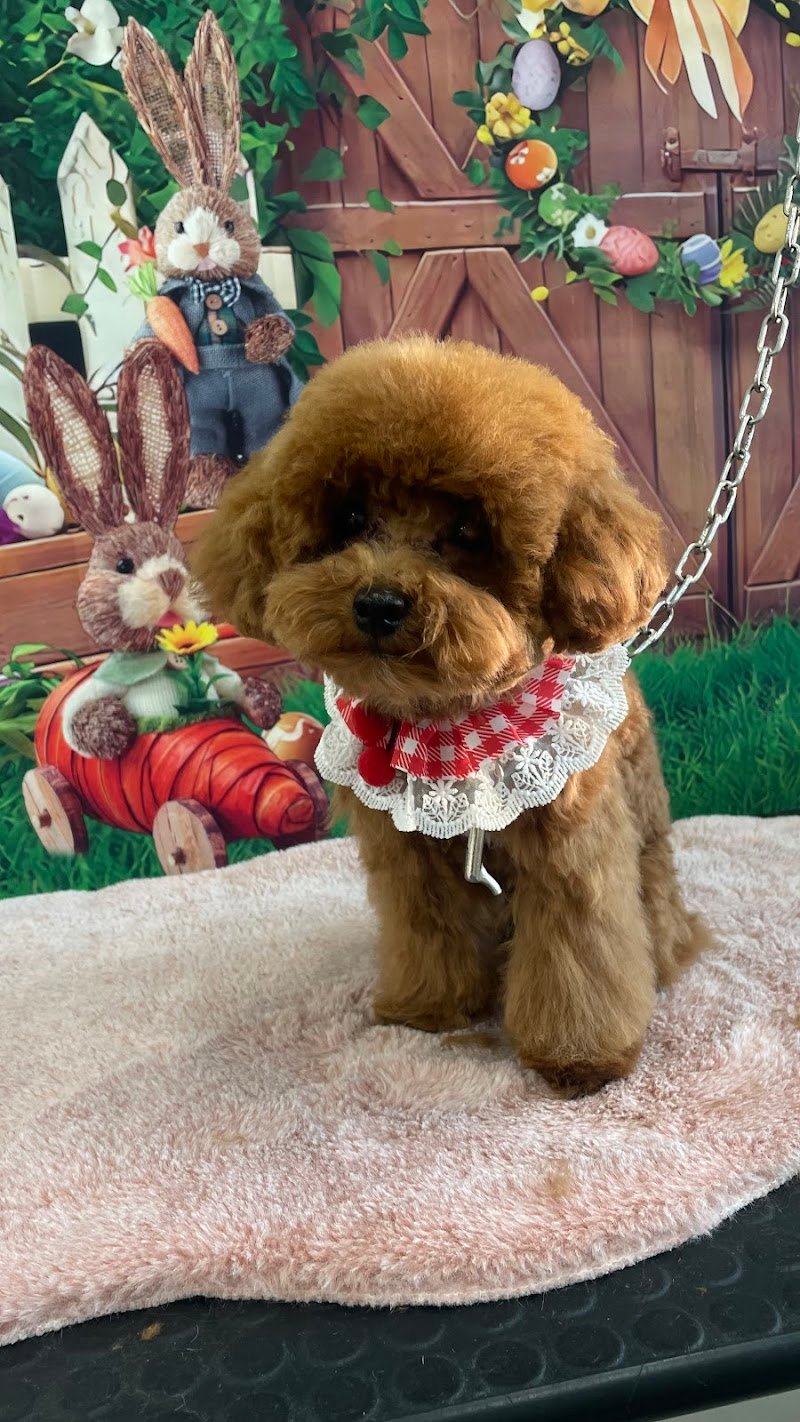 Melody Pet Shop Toelettatura - Foto 5