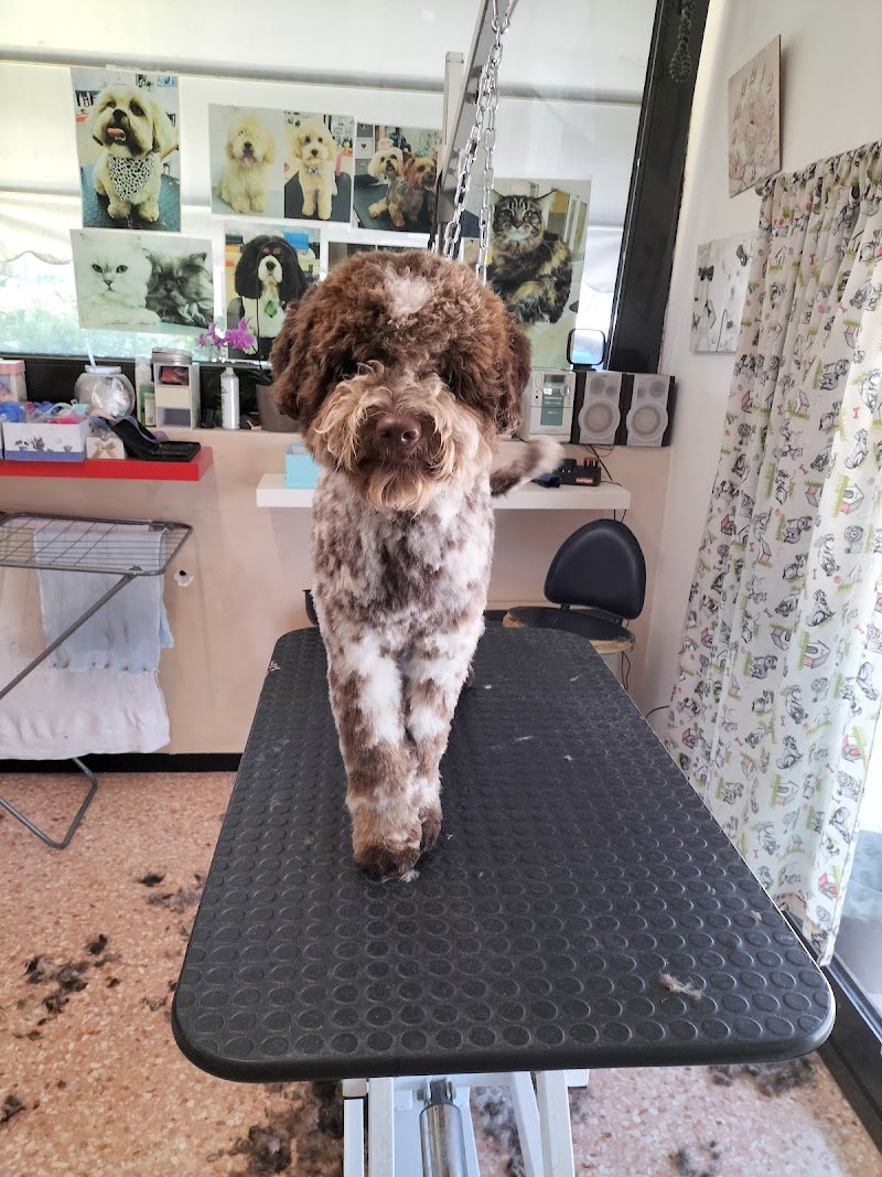 Melody Pet Shop Toelettatura - Foto 6