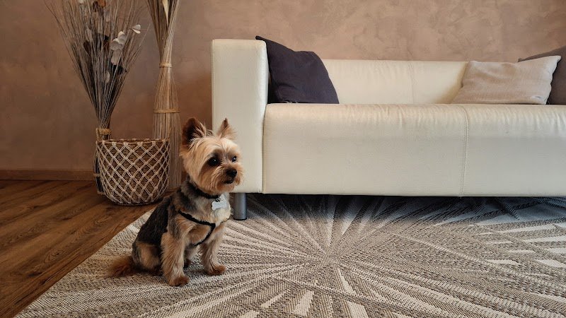 Mi Fido di Michele Petrussa Toelettatura - Foto 1