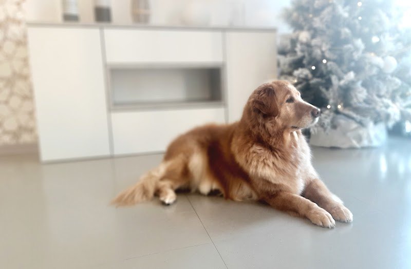 Mi Fido di Michele Petrussa Toelettatura - Foto 3