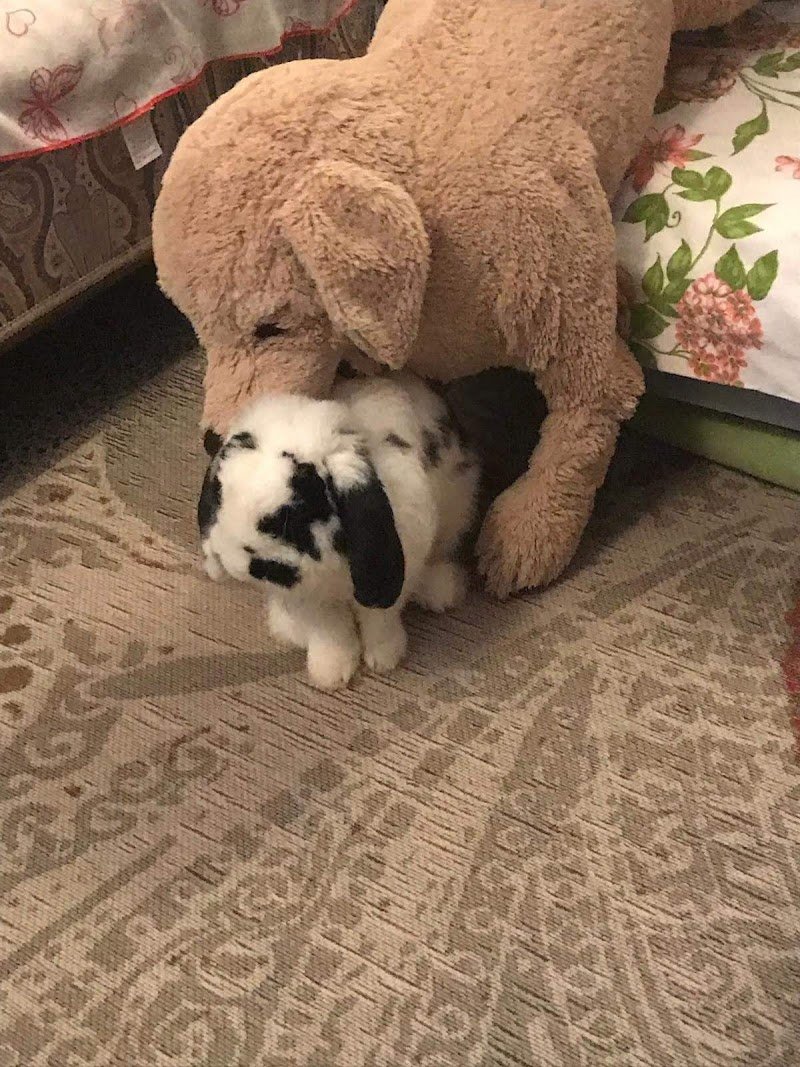 Mi Fido di Te - Foto 4