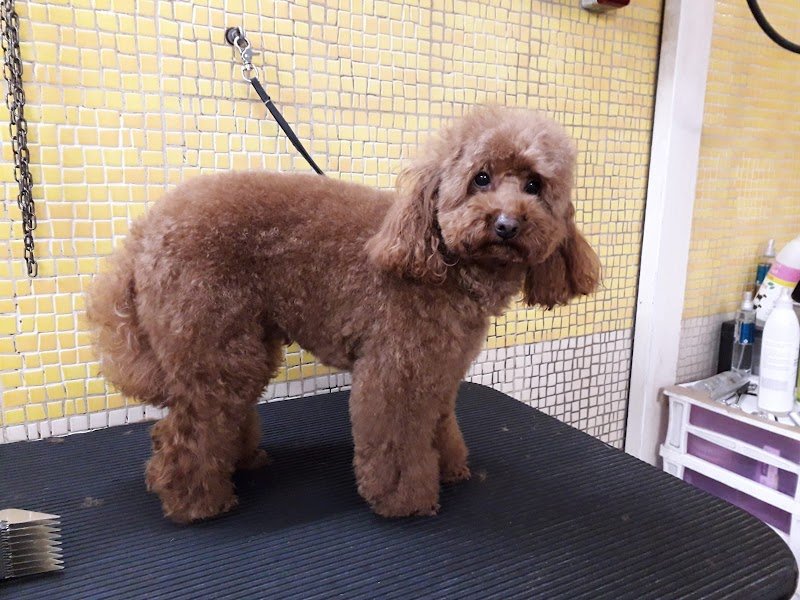 Mi Fido Di Te - Foto 1