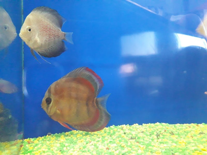 Mi Fido Di Te - Foto 3