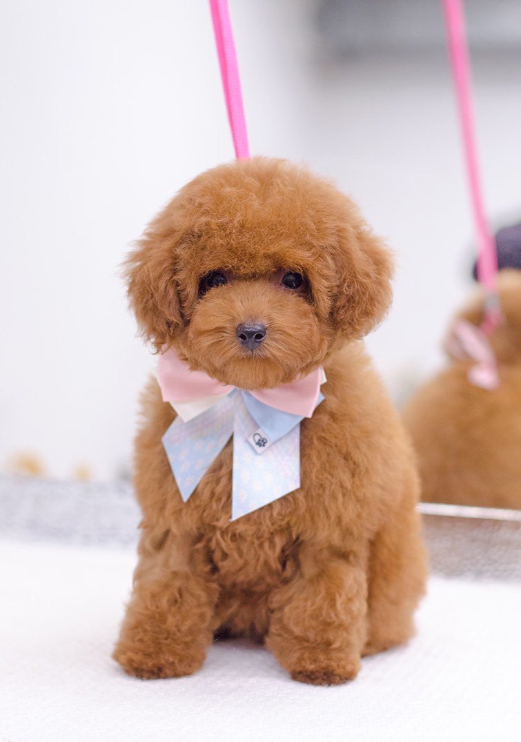 Mi Fido di te-da Olga-toelettatura barboncini Salerno - Foto 2