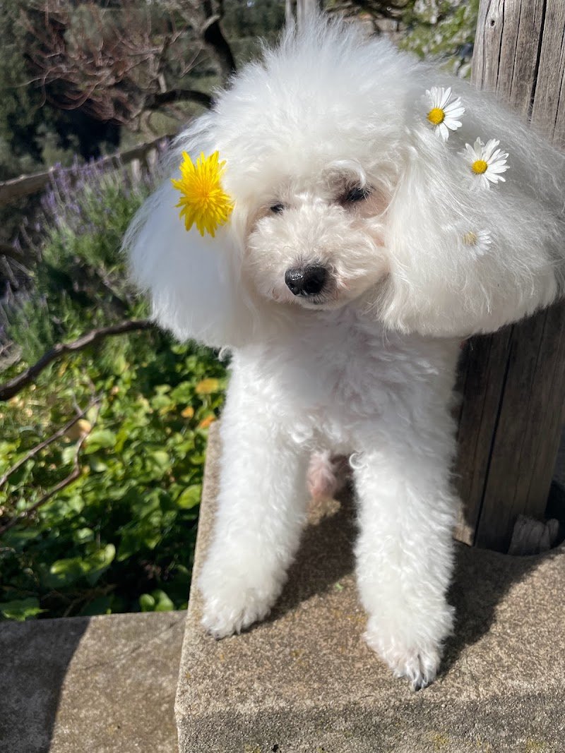 Mi Fido di te-da Olga-toelettatura barboncini Salerno - Foto 3