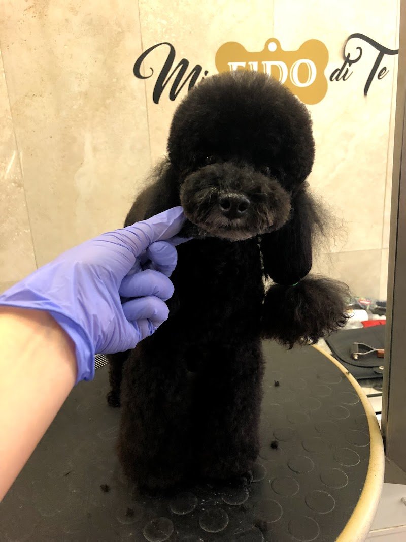 Mi Fido di te-da Olga-toelettatura barboncini Salerno - Foto 4