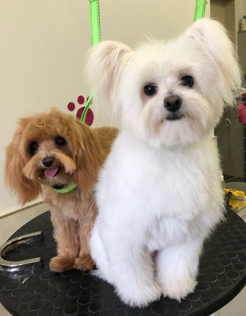 Mi Fido di te-da Olga-toelettatura barboncini Salerno - Foto 5