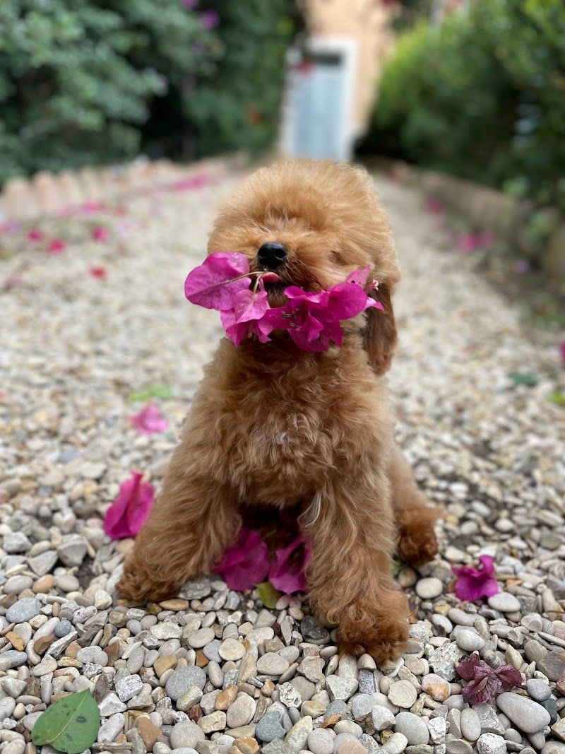Mi Fido di te-da Olga-toelettatura barboncini Salerno - Foto 6