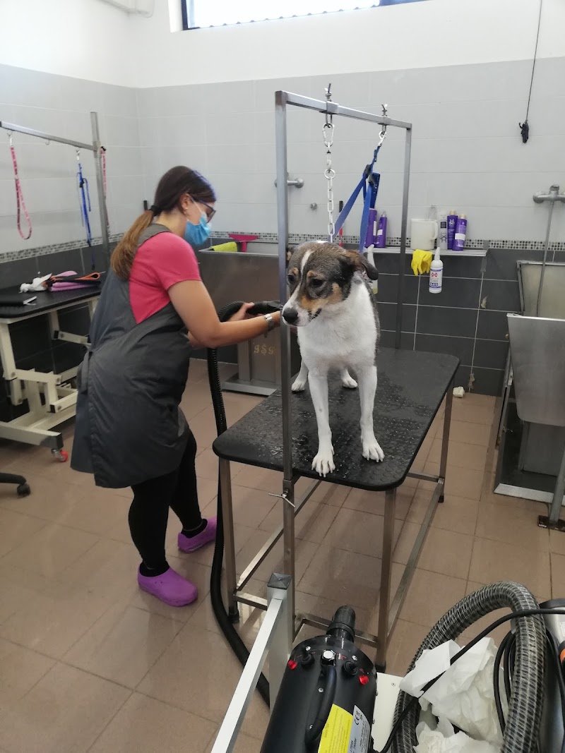 Mi Fido di Te di Chiara Cilia - Toelettatura - Foto 1